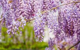 Chinese wisteria seeds for sale in our online shrub seed store. Wisteria Sinensis Chinese Wisteria