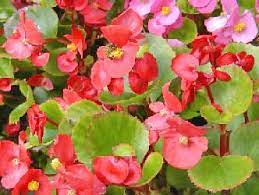 Begonia Flower Plant Best Flower Wallpaper