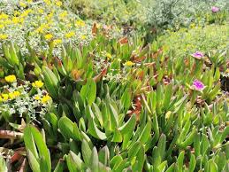 Image result for Carpobrotus