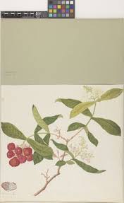 Image result for Dictyophleba ochracea