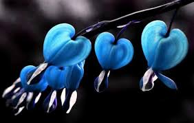 Blue Bleeding Heart Flower Google Search Shade Flowers Bleeding Heart Flower Bleeding Heart