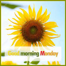 The calla lilies, daisies, gardenias, gerbera daisies, and lilies are more favorable in this regard. Good Morning Monday On Sunflower Background Stock Photo Picture And Royalty Free Image Image 55494823