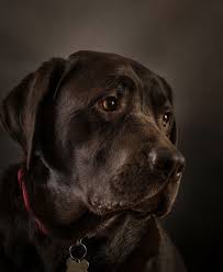 Pin By Shana Privot On Chocolate Labradors Dogs Dog Love Black Lab Puppies