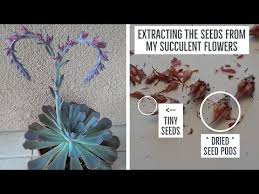 How to get my succulents to flower. How To Extract And Save The Seeds From A Succulents Flower Stalk Youtube