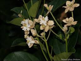Image result for Hernandiaceae