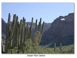A scenic drive, wilderness hike or a night of. Organ Pipe Cactus National Monument Overview Desertusa