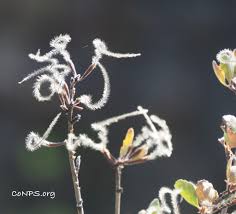 Image result for Eriosema shirense