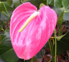 Anthurium Anthurium Hawaii