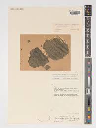 Image result for Wolffiella welwitschii