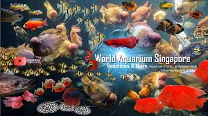 world aquarium singapore youtube channel aquarium fish tank nature aquarium aquarium fish