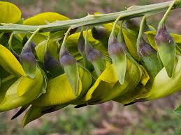 Image result for Crotalaria agatiflora