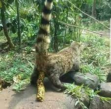 They find the ripest and freshest coffee cherries and through the magic of their digestive enzymes, they break down the beans. Kopi Luwak The Most Expensive Coffee In The World Steemkr