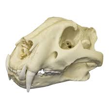Replica Bengal Tiger Skull For Sale Skulls Unlimited International Inc Tiger Skull Animal Skulls Cat Skull