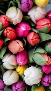 Vector illustration of beautiful spring flowers on a green background. Pin Di M B Su Tyulpany Foto Di Fiori Bellissimi Fiori Fiori