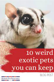 Pin On Exotic Pets Blogs