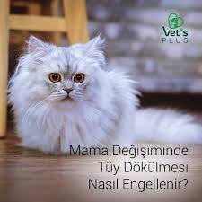 Vet S Plus Posts Facebook