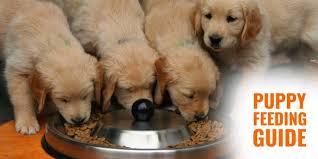 Most golden retrievers live to be between 10 and 12 years old. Puppy Feeding Guide Frequency Quantity Ingredients Tips