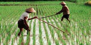 Tak pernah ada rm40,000 dikreditkan ke. Harga Pangan Melonjak Bikin Petani Untung Tapi Okezone Economy