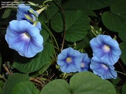 Image result for Ipomoea parasitica