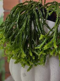 Image result for Huperzia bampsiana