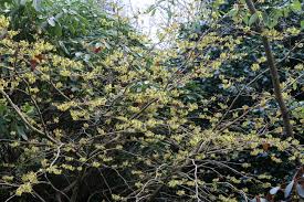 Image result for Hamamelis mollisi