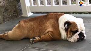 Check spelling or type a new query. Hilariously Lazy English Bulldog Will Not Move The Dodo Youtube