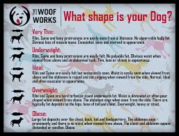 Dog Weight Chart The Woof Works