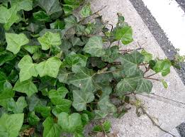 Wall climbing plants vertikal garden plantas indoor home design interior design wall design interior decorating decorating ideas decor ideas. Hedera Helix Wikipedia