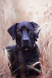 Der rhodesian ridgeback hatte schnell viele bewunderer und fand weit über die grenzen afrikas hinaus anklang. Pin By Joy Ahoi On Fotografie Hunde Dog Portrait Photography Dog Photoshoot Pet Photography Dog Photoshoot