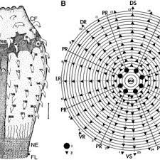 We did not find results for: Pdf Symmetry Of Priapulids Priapulida