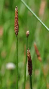 Image result for Eleocharis naumanniana