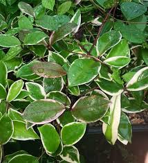 The hoya carnosa variegata or hoya 'krimson queen' is a fascinating plant to care for indoors. Krimson Queen Variegated Hoya Porcelain Flower Wax Flower Tropical Plants Almost Eden