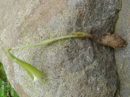 Image result for Nervilia crociformis