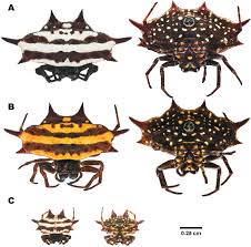 Possibly, the purpose of these tufts of silk is to make the webs more conspicuous to birds, thus reducing the likelihood of them flying into and destroying the spider's web. A Review Of The Taxonomy Of Spiny Backed Orb Weaving Spiders Of The Subfamily Gasteracanthinae Araneae Araneidae In Thailand