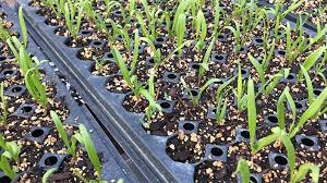 In addition to a thorough comorbidity evaluation, risk stratification considering age, cytogenetics, grade of. Transplanting Vs Direct Seeding Organic Growers School