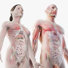 This diagram depicts male human body organs diagram.human anatomy diagrams show internal organs, cells, systems, conditions, symptoms and sickness information and/or tips for healthy living. Voller Mannlicher Und Weiblicher Anatomie Satz 3d Modell Turbosquid 1379738