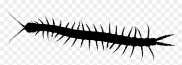 Maybe you would like to learn more about one of these? Download Millipedes Centipedes House Insect Centipede Centipede Transparent Hd Png Download Vhv