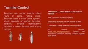 For an active infestation, we typically suggest getting a pest control service company to do the work for subterranean (ground) termites. Acme Pest Control Cute766