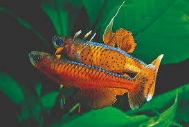 Luminatus, loves the murky waters and submerged vegetation. Amazonas Mystery Species Answers