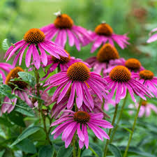 Coneflower