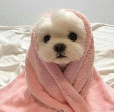 These modern style wall decor will surely make you feel. Sweet Aesthetic And Dog Image 7673168 On Favim Com