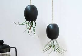 Air plants (can be bought online here, or found at most garden shops). Upside Down Planters Hanging Airplant Pod