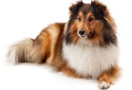 Small brown dog breeds brown dogs can be many different shades. 29 Fluffy Dog Breeds Big And Small Breeds Playbarkrun