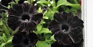 Name given to the blue god; 10 Types Of Black Flowers Pictures Flowerglossary Com