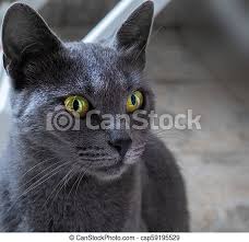 We did not find results for: Beautiful Blue Cat With Striking Yellow Eyes Canstock