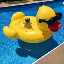 Ich Bin Ein Trottel Fur Einen Coolen Pool Floatie Doug The Pug Bin Coolen Doug Ein Einen Fur Ich Pool Poolfloatie Coole Pools Susse Baby Tiere Pool
