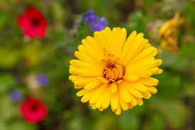 Flores amarillas nombres y fotos. 13 Plantas Con Flores Amarillas Para Revitalizar Tu Jardin Y Terraza Jardineria On