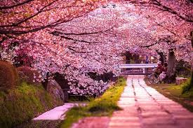 Webmasters, you can add your site in. Background Taman Bunga Sakura Anime Novocom Top