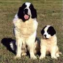 Pyrenean Mastiff - Is This Large Breed Pup Right For You?