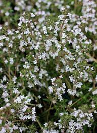 Also referred to as coccineus, this thyme can be identified by magenta flowers. Thyme Thymus Fragrantissimus Quot Orange Scented Thyme Quot Perennials Organic Herbs Rabbit Resistant Plants